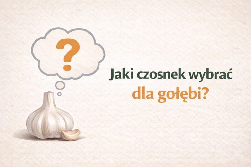 Jaki czosnek wybrać dla gołębi