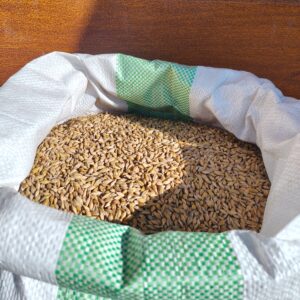 Jęczmień paszowy 20 kg – naturalne ziarno Paszoland