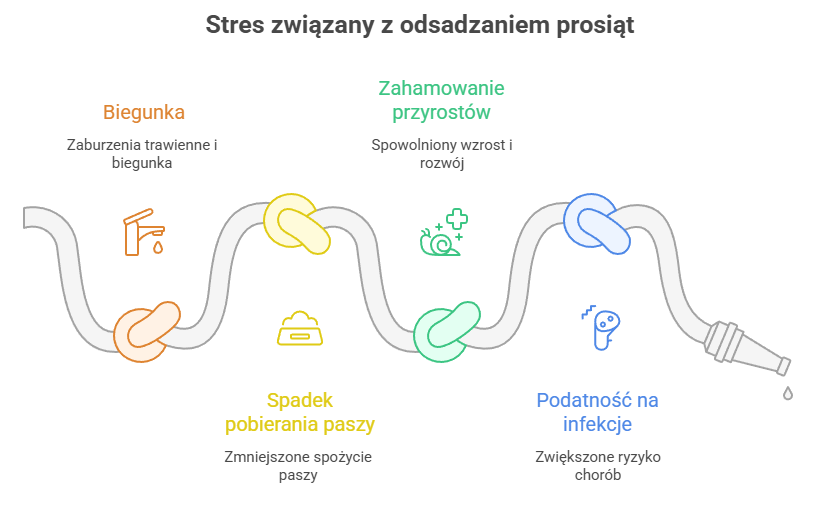 Odsadzanie prosiąt – najtrudniejszy moment w odchowie