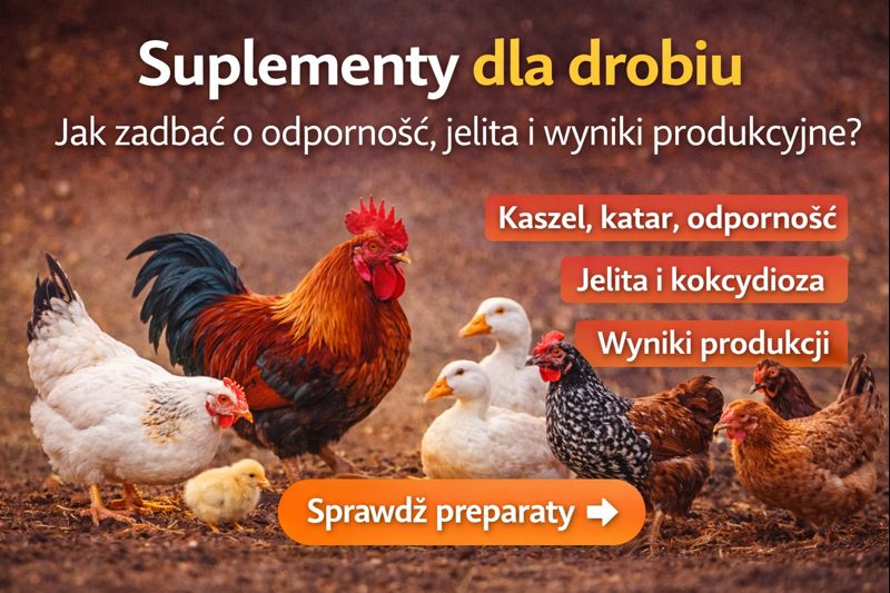 Suplementy dla drobiu – jak skutecznie zadbać o odporność, jelita i wyniki produkcyjne