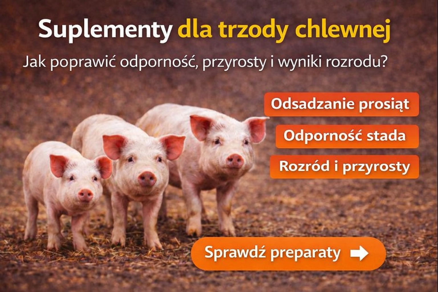 Suplementy dla trzody chlewnej – jak poprawić odporność, przyrosty i wyniki rozrodu