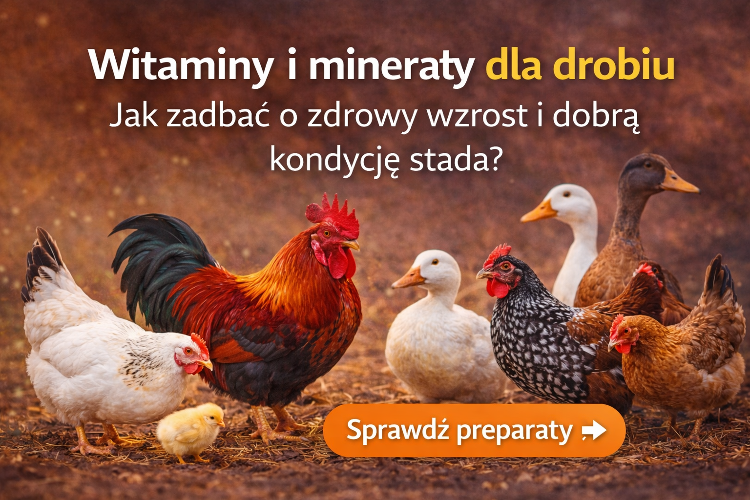 Witaminy i minerały dla drobiu – jak zadbać o zdrowy wzrost i dobrą kondycję stada
