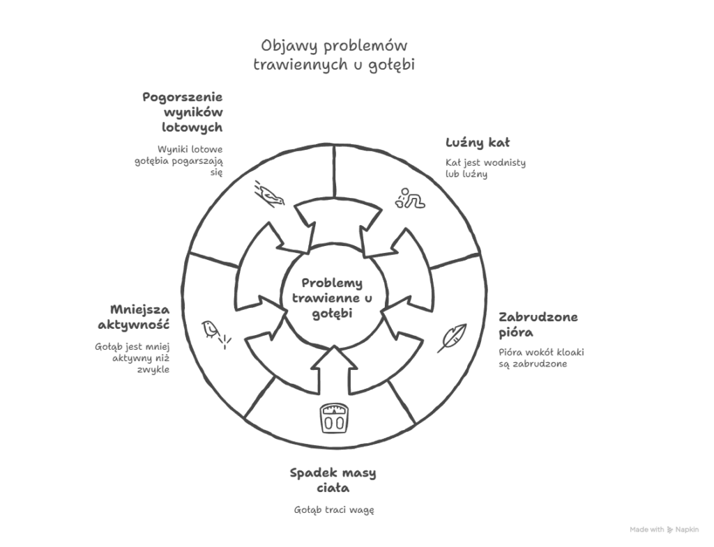 Objawy problemów trawiennych u gołębiy 