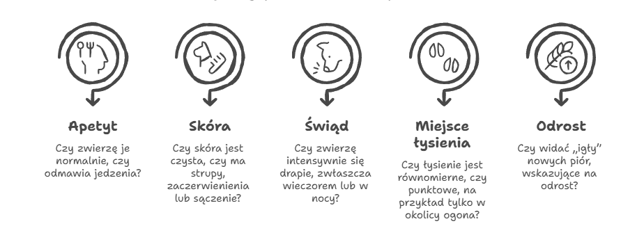 Pierzenie czy choroba_ Jak to rozpoznać w 5 minut 