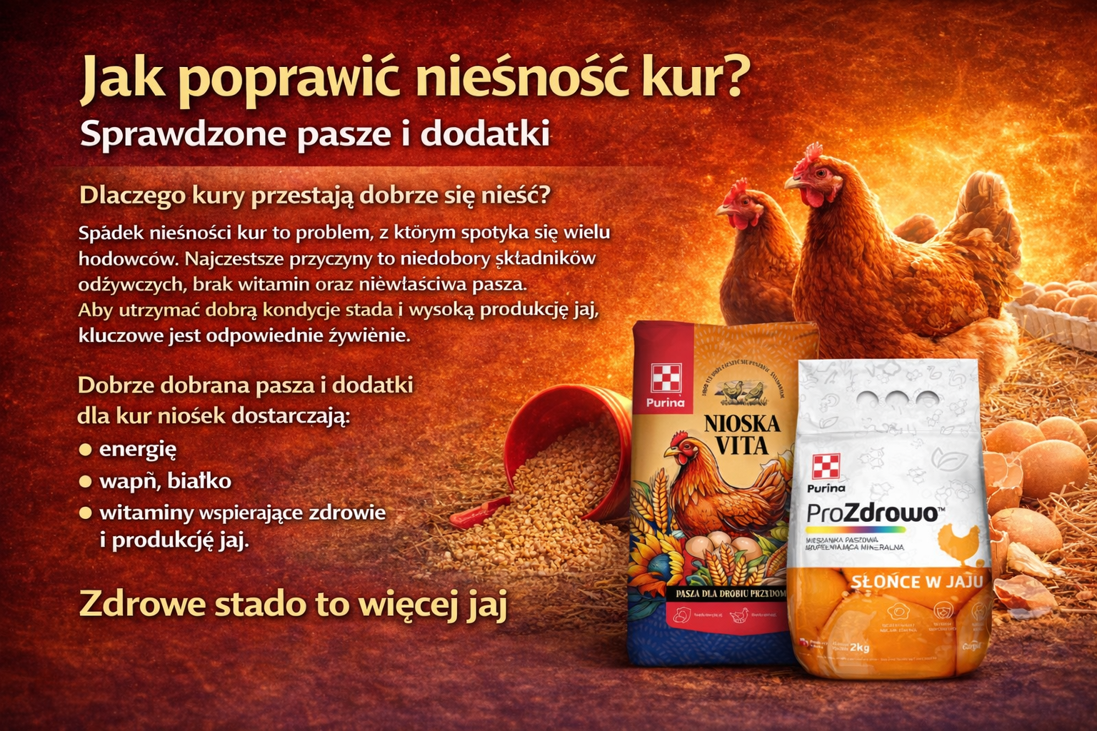 Jak poprawić nieśność kur Sprawdzone pasze i dodatki