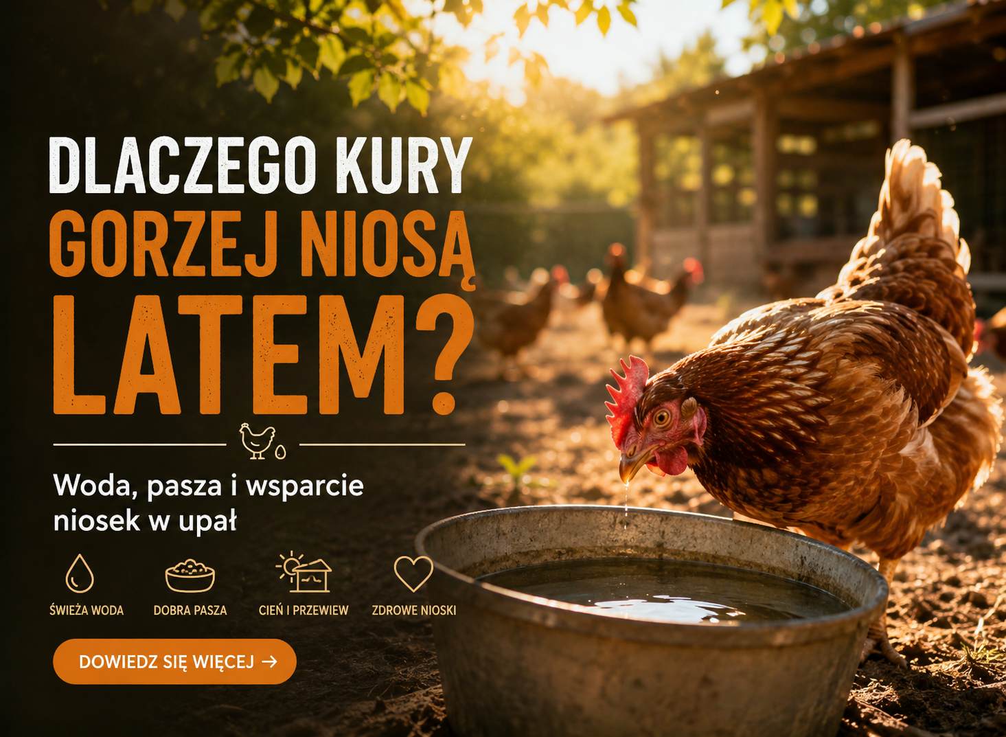 Dlaczego kury gorzej niosą latem Woda, pasza i wsparcie niosek w upał