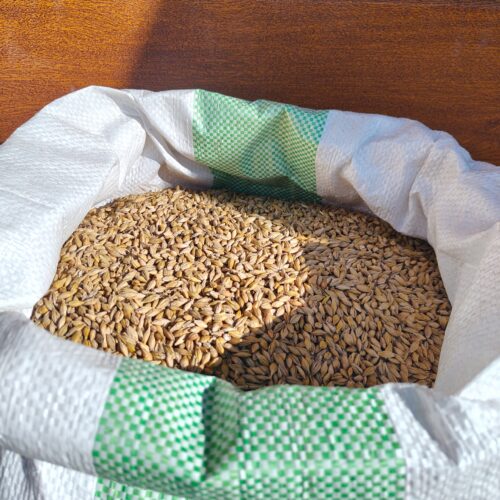 Jęczmień 20 kg – Pasza Naturalna dla Koni, Drobiu, Królików Paszoland